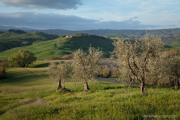 Crete Senesi